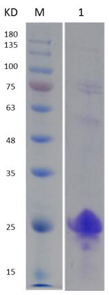 12% SDS-PAGE analysis profiles of purified MCR_RS00780-28-181 (CBB stained).
